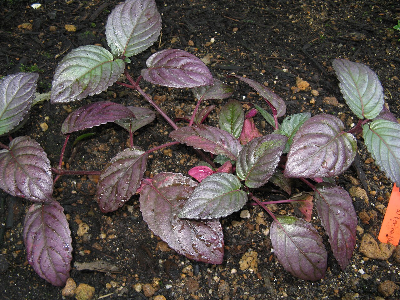 Hemigraphis alternata