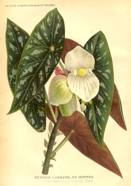 Begonia lubbersii