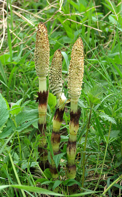 Equisetum telmateia