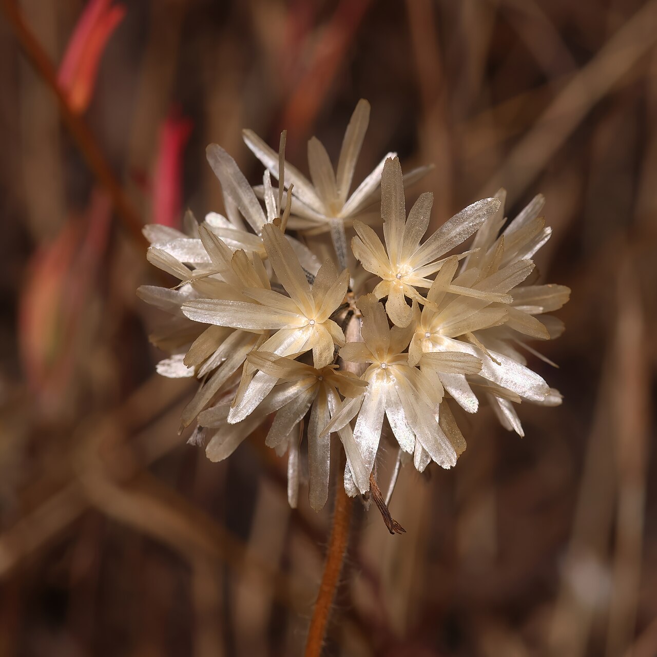 Achyrachaena mollis