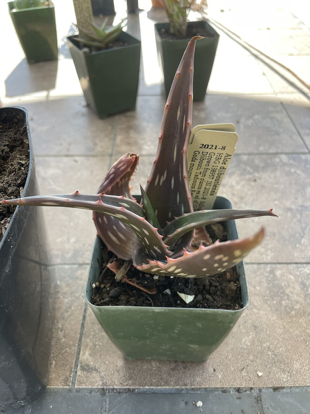 Aloe djiboutiensis