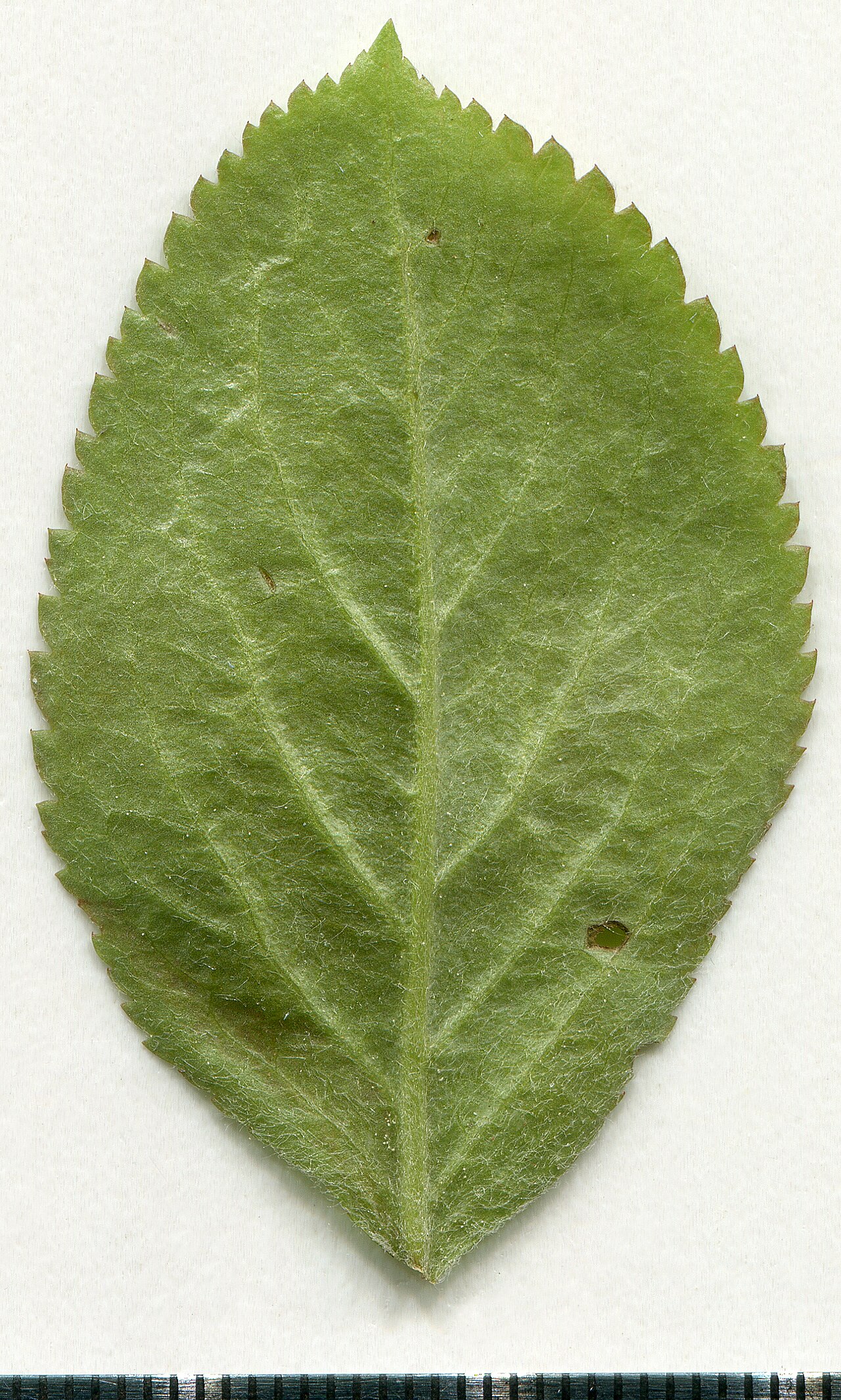 Malus sylvestris