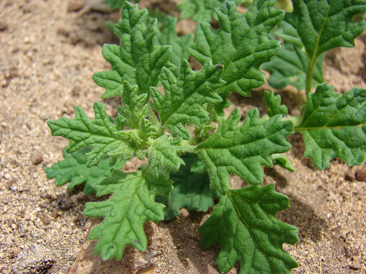 Dysphania carinata