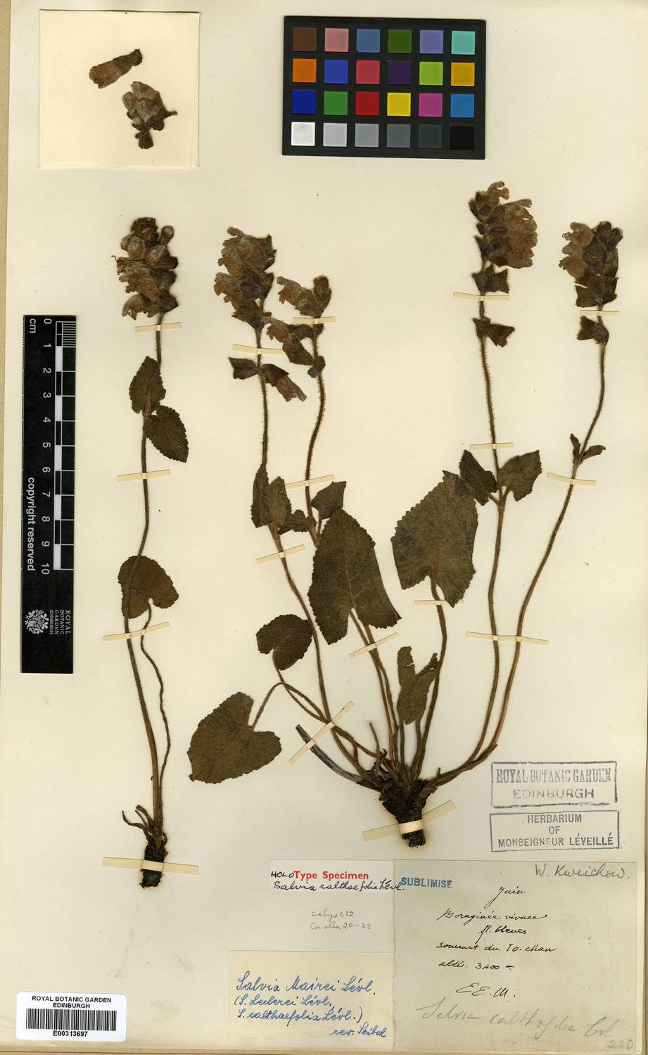 Salvia mairei