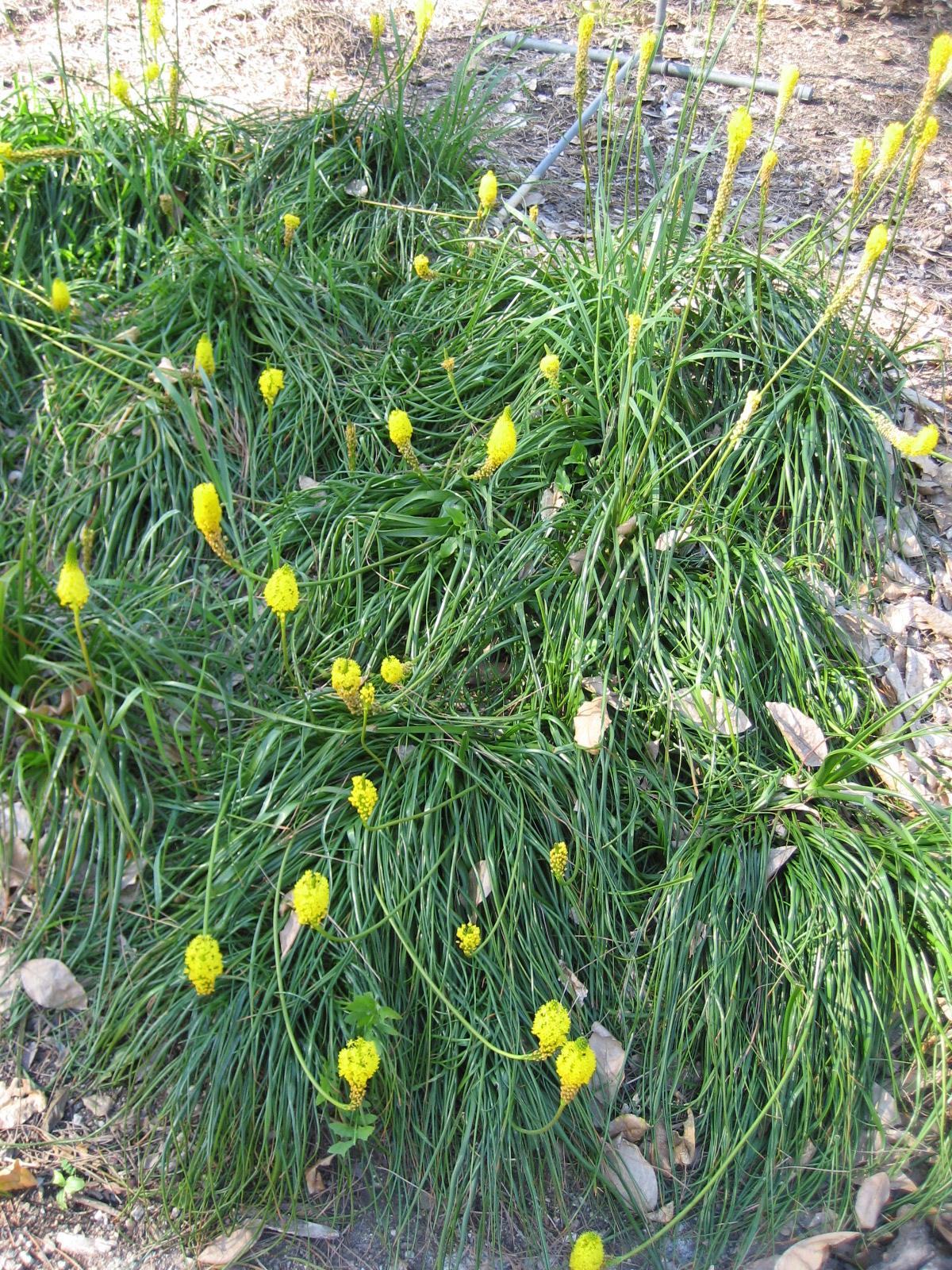 Bulbinella nutans