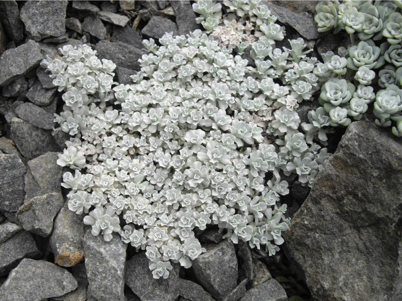 Creeping cushionherb