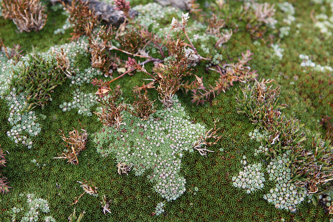 Oreobolus distichus