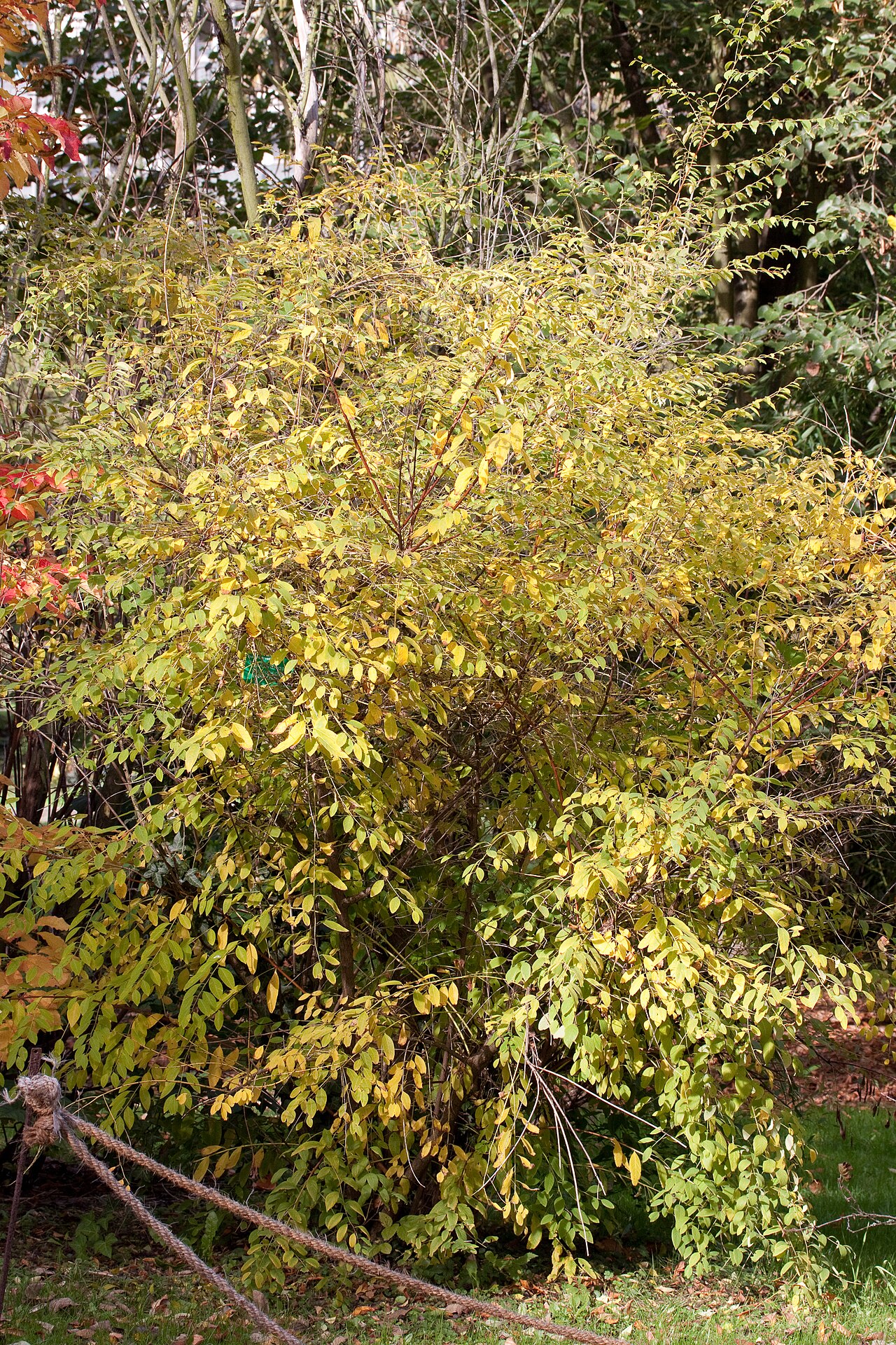 Flueggea suffruticosa