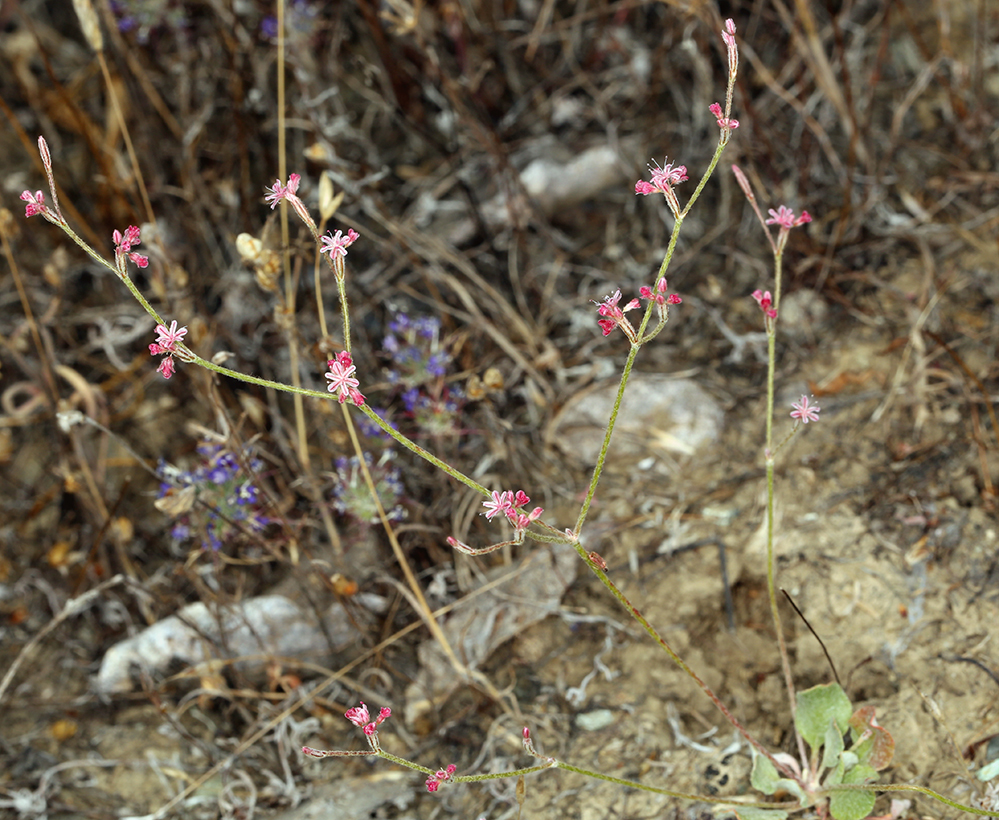 Eriogonum dasyanthemum