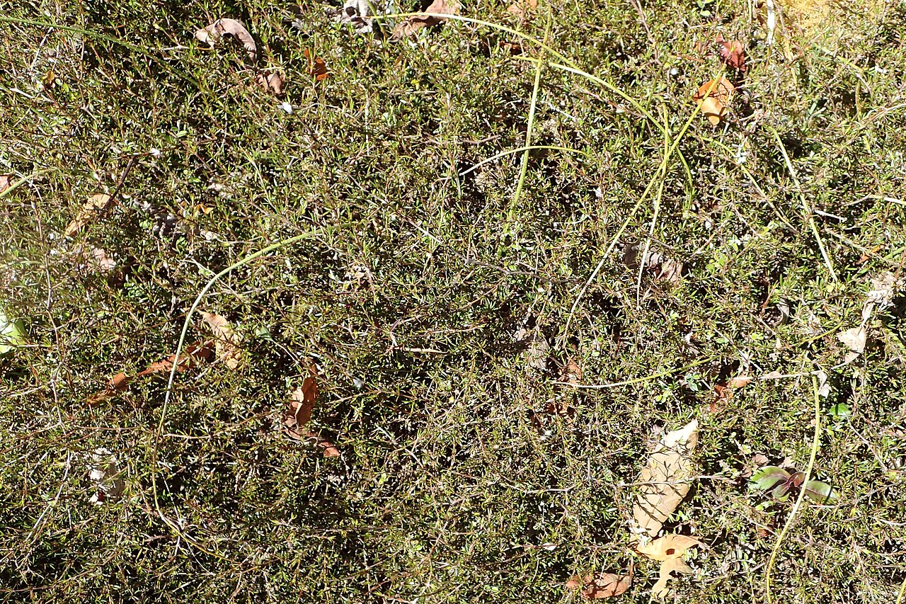 Coprosma