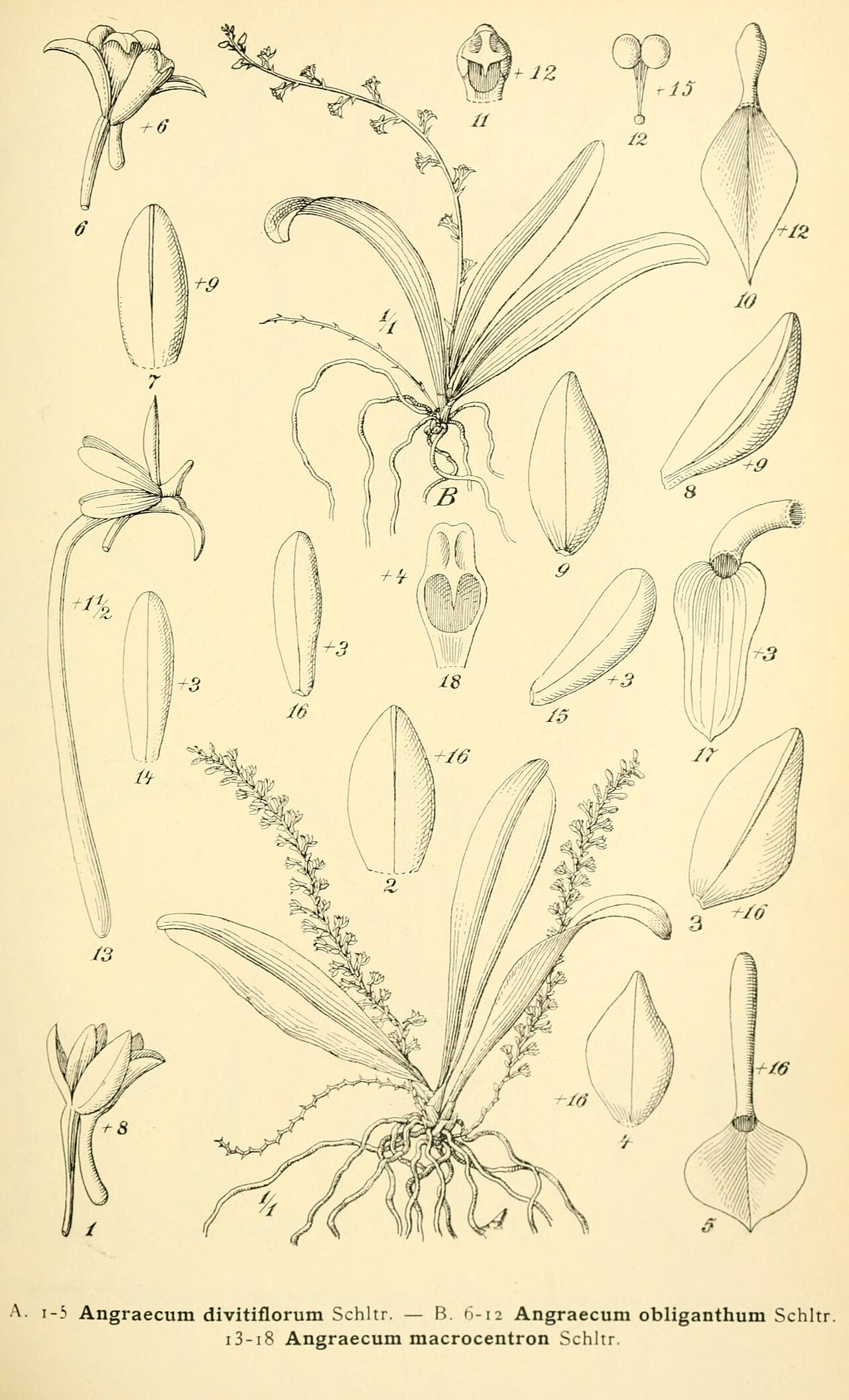 Aerangis macrocentra