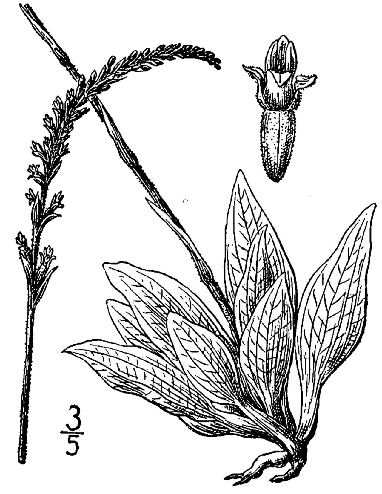 Goodyera tesselata