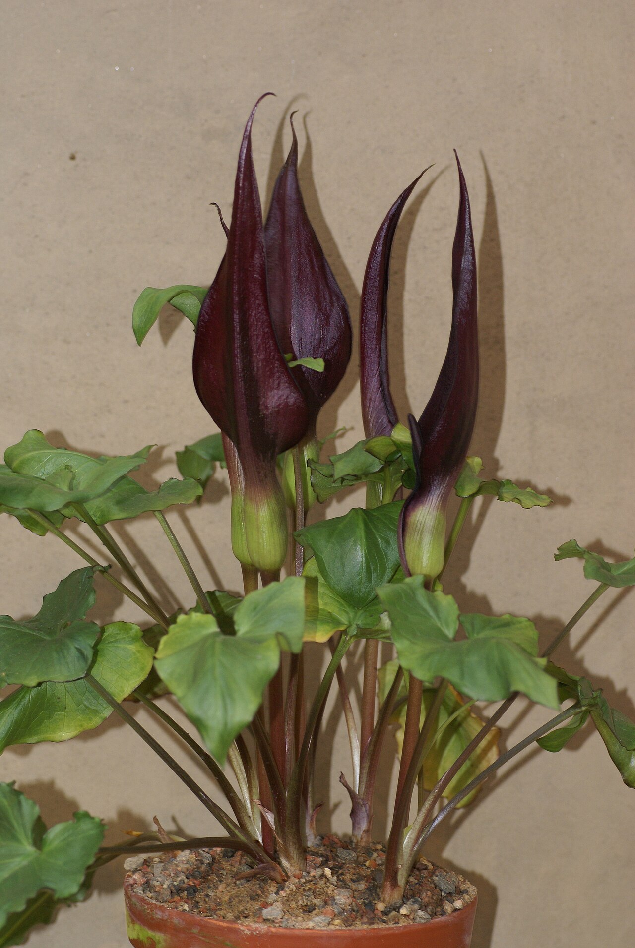Arum purpureospathum