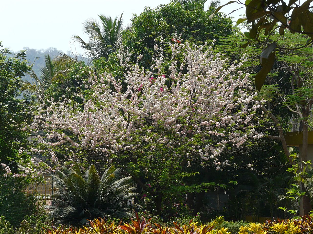 Cassia bakeriana