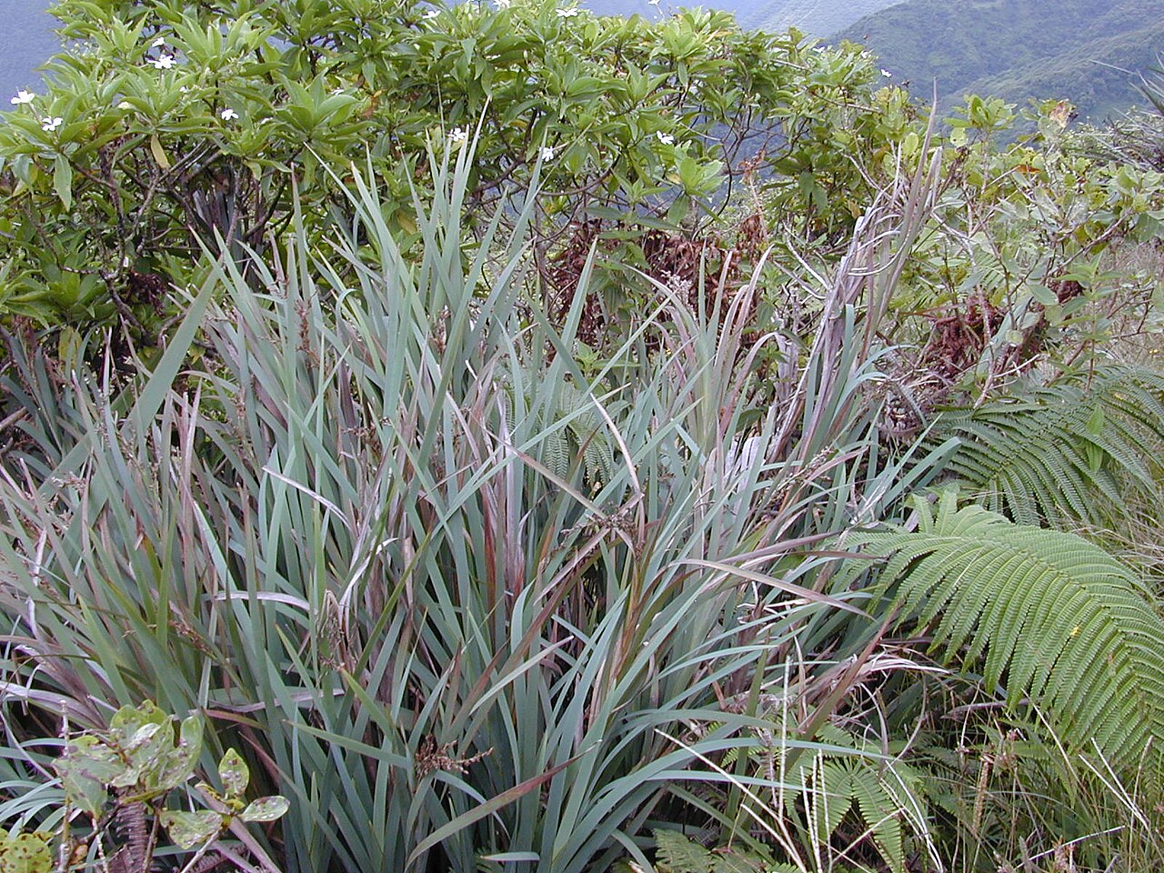 Machaerina mariscoides