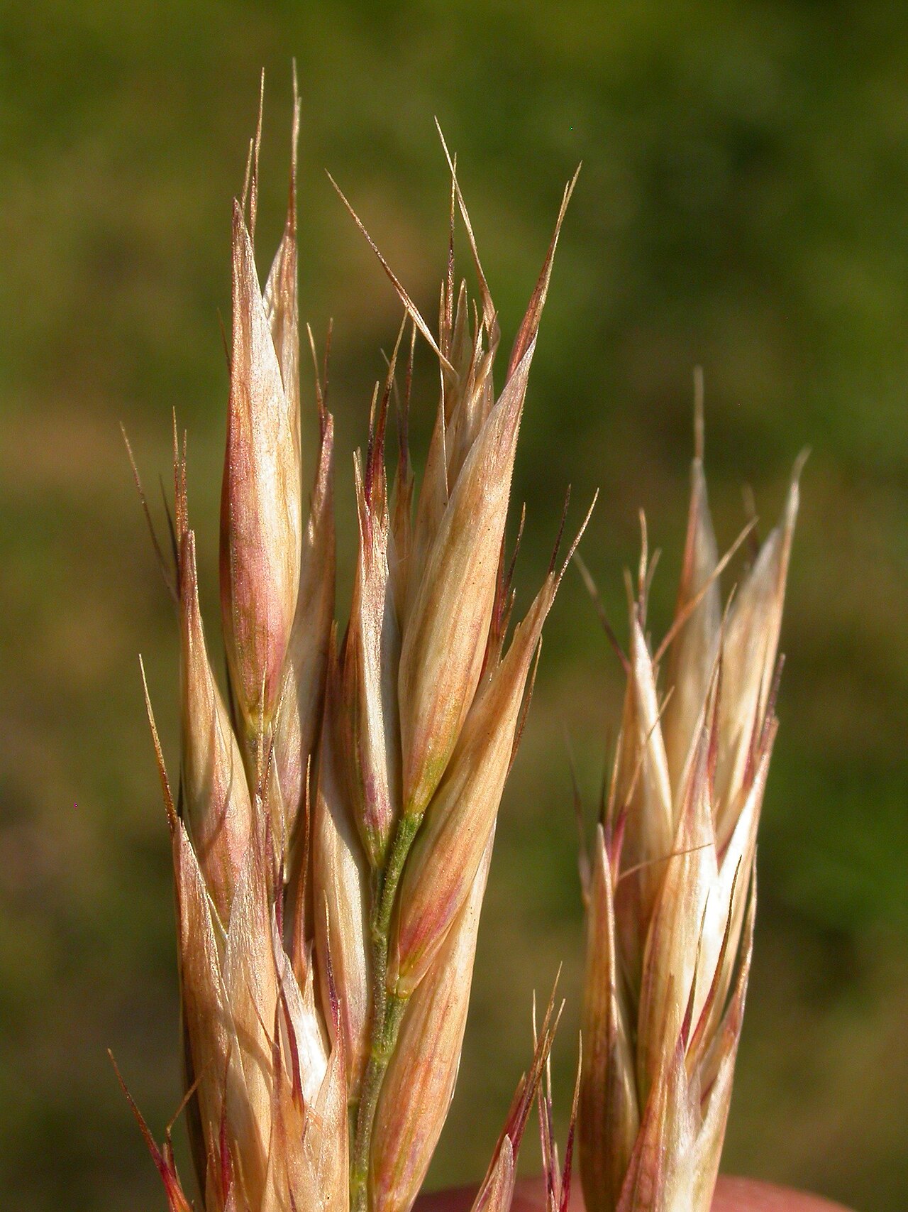 Danthonia intermedia