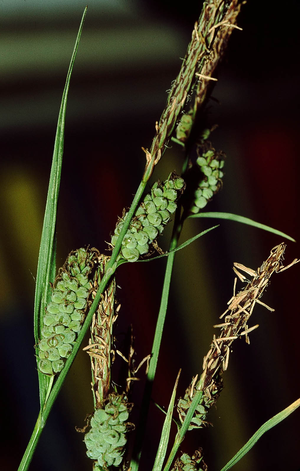 Carex tomentosa