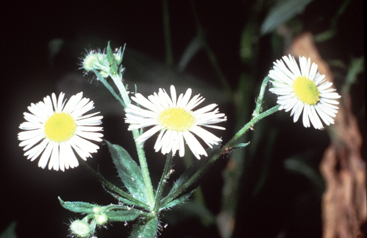 Erigeron strigosus