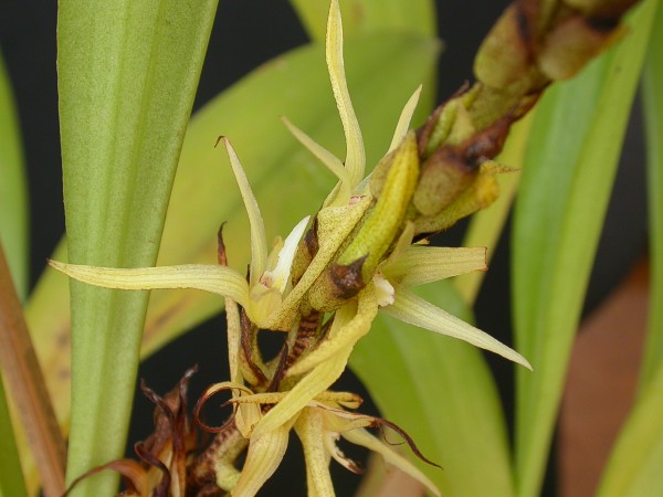 Eria javanica