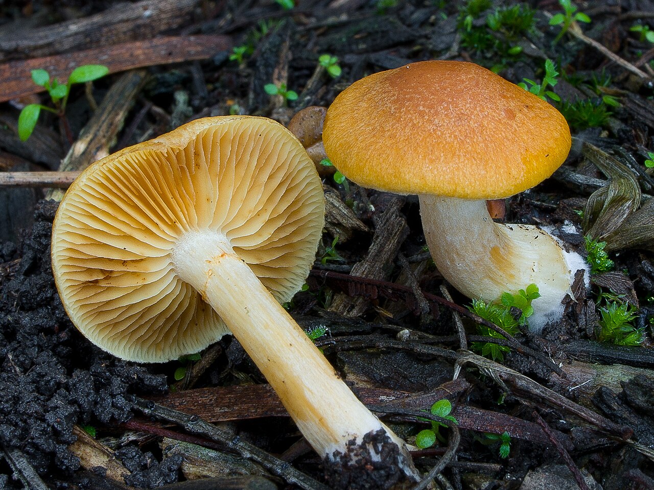Gymnopilus austrosapineus