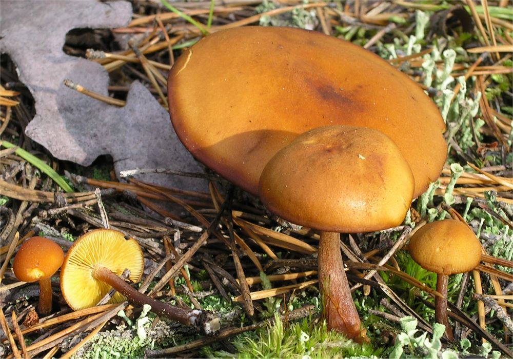 Gymnopilus picreus