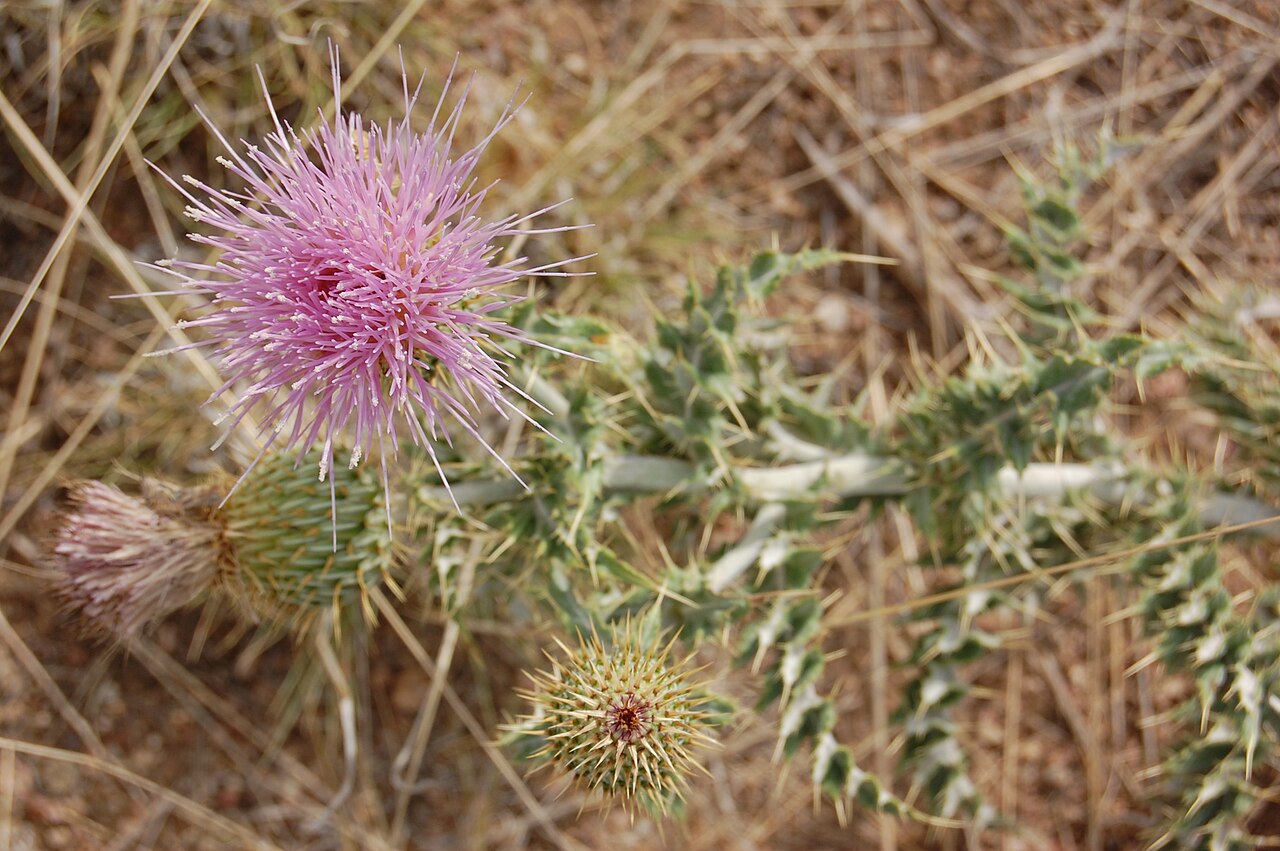 Cirsium neomexicanum