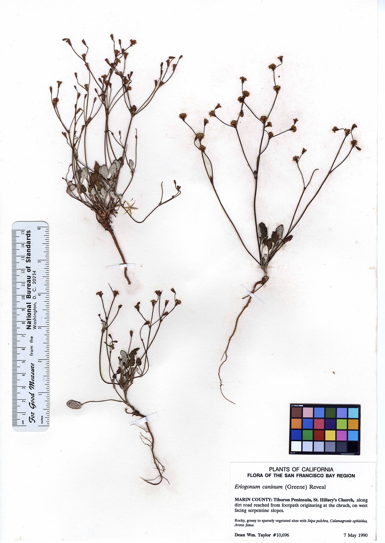 Eriogonum luteolum