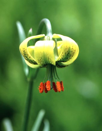 Lilium bosniacum