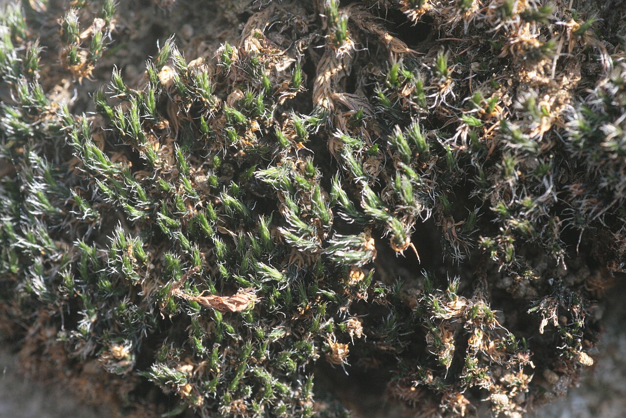 Grimmia ovalis