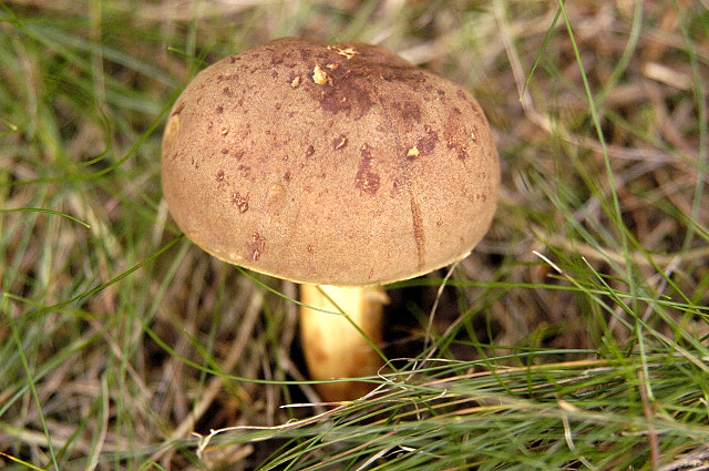 Boletus ferrugineus