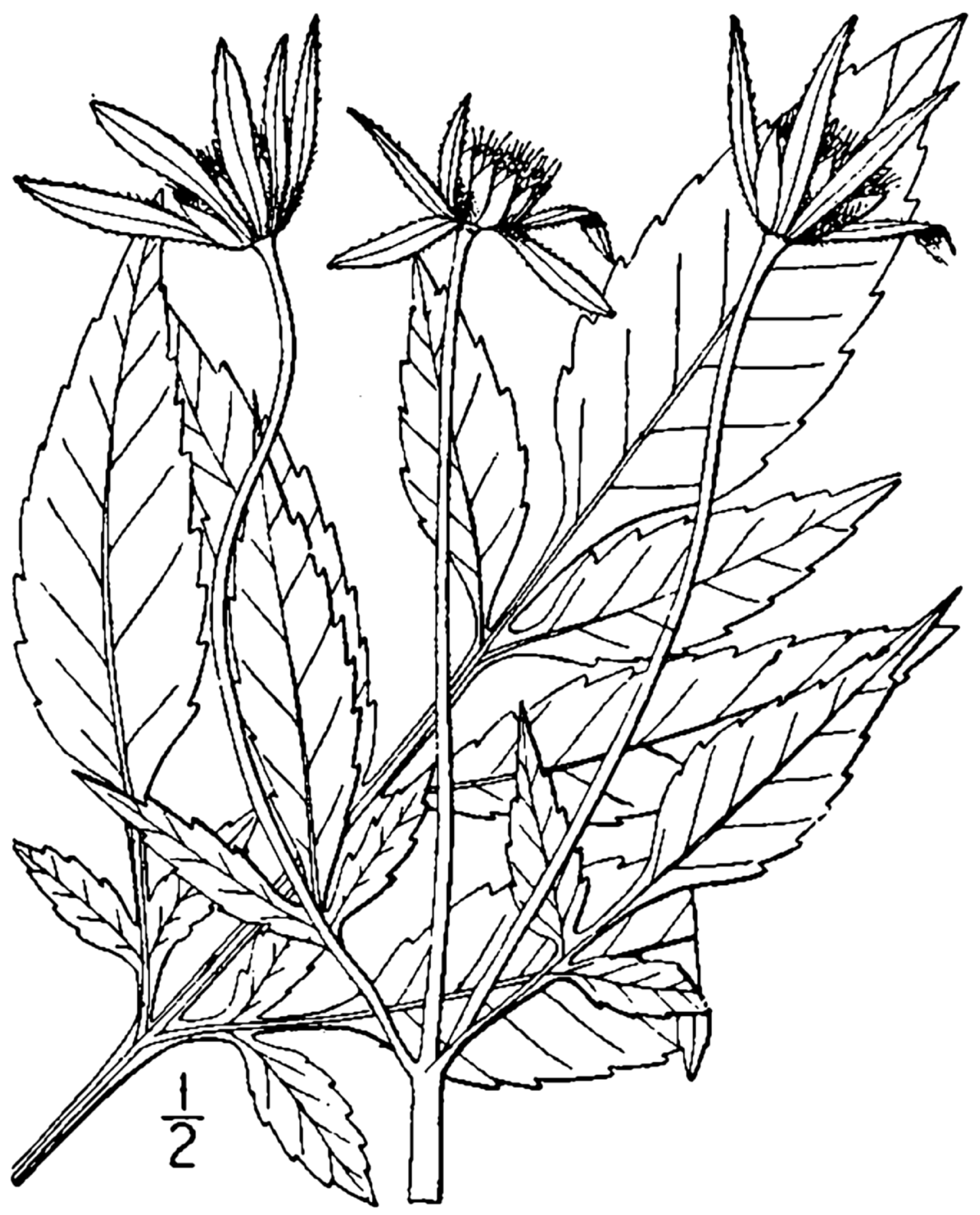Bidens frondosa