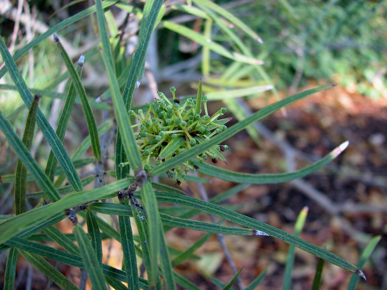 Notelaea lloydii