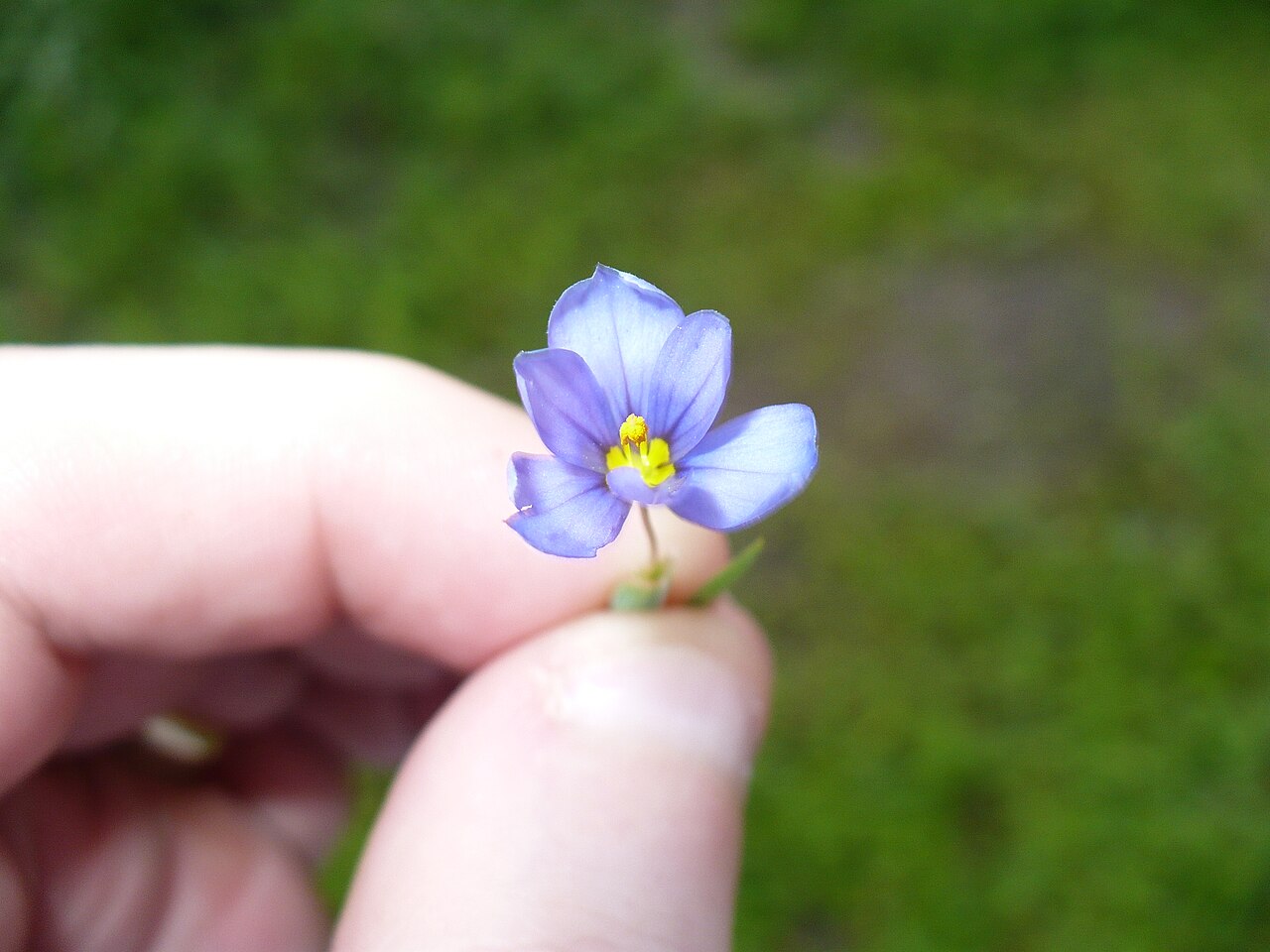 Sisyrinchium pruinosum