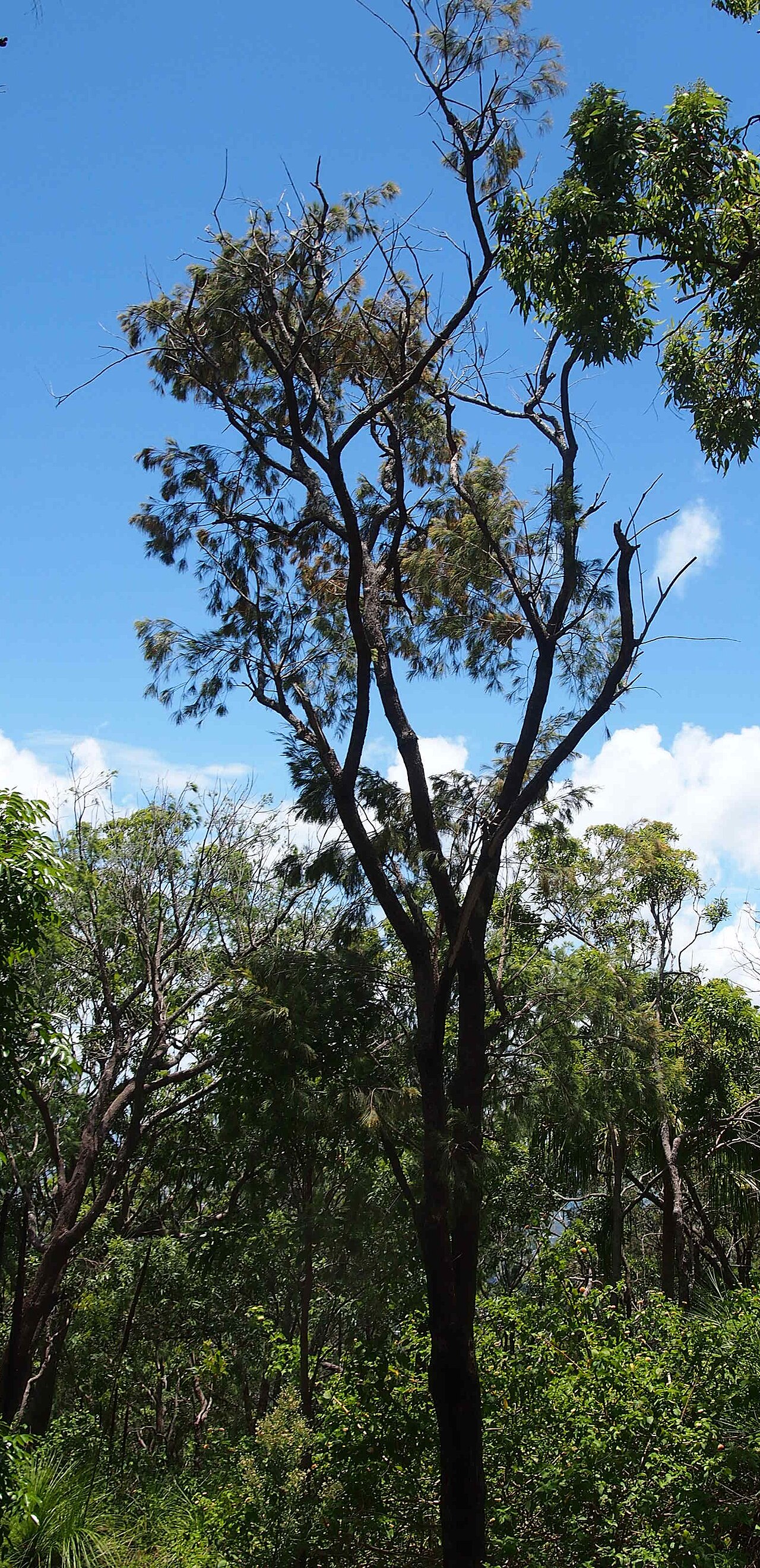 Allocasuarina torulosa