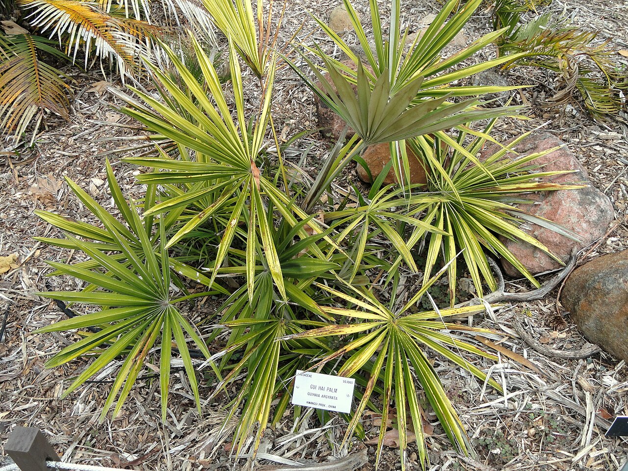 Guihaia argyrata