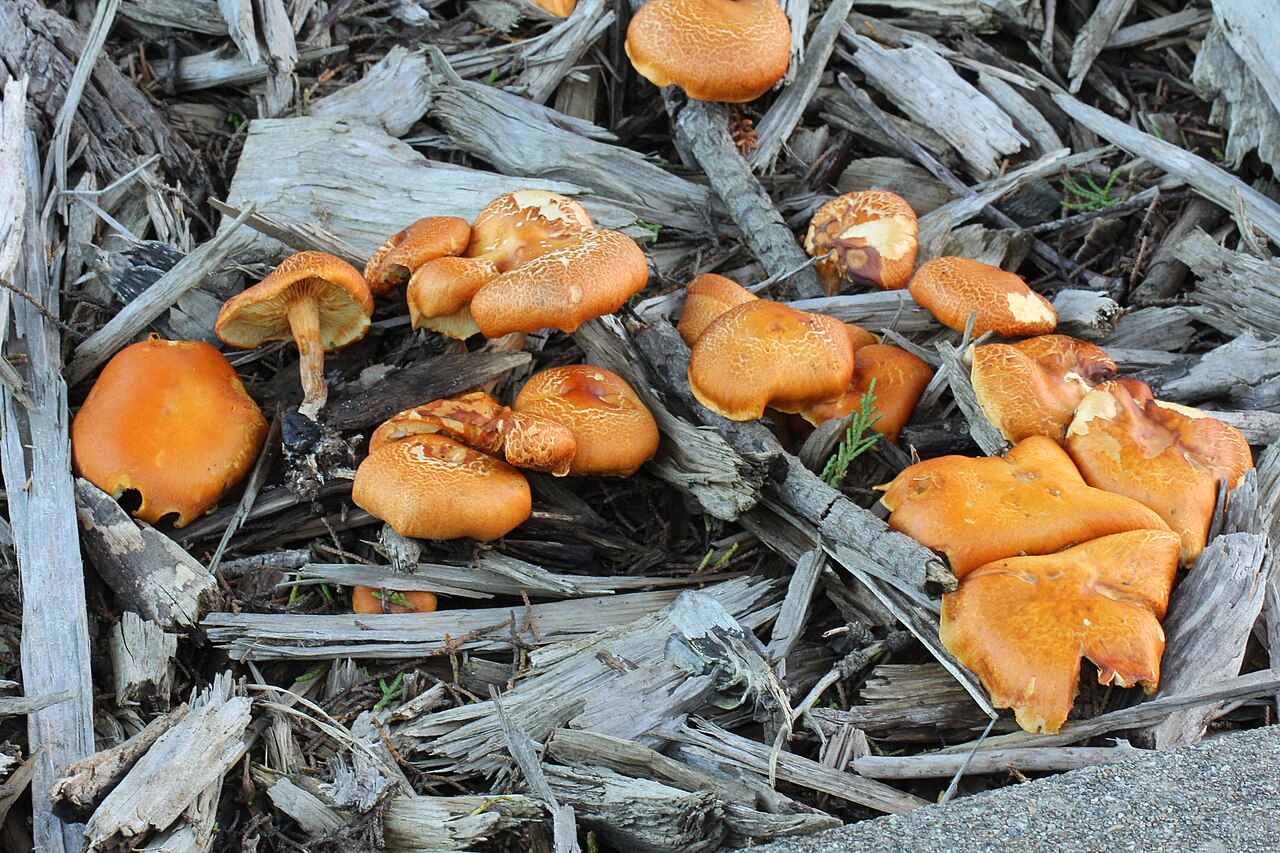 Gymnopilus echinulisporus