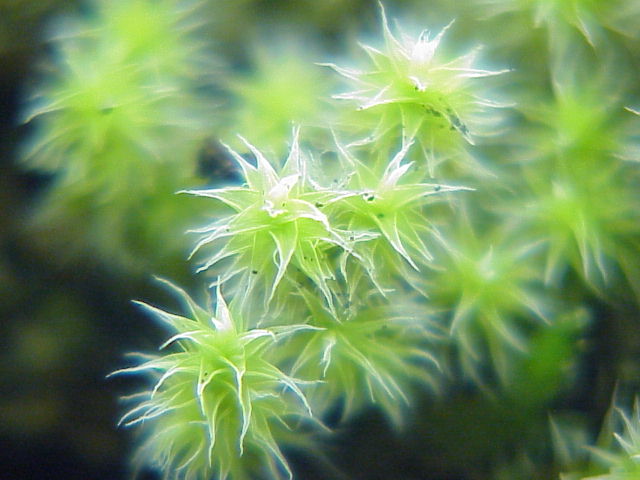 Hedwigia ciliata