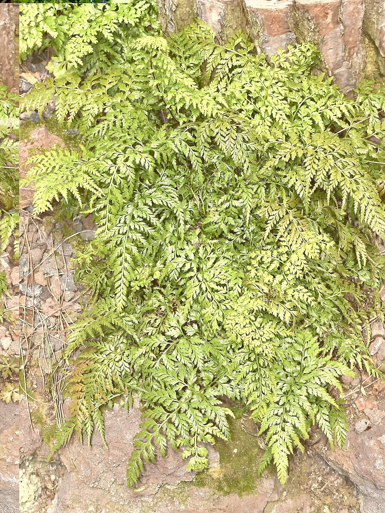 Irish spleenwort or western black spleen