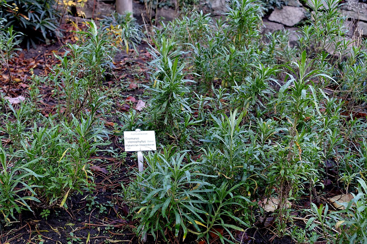 Eremurus stenophyllus