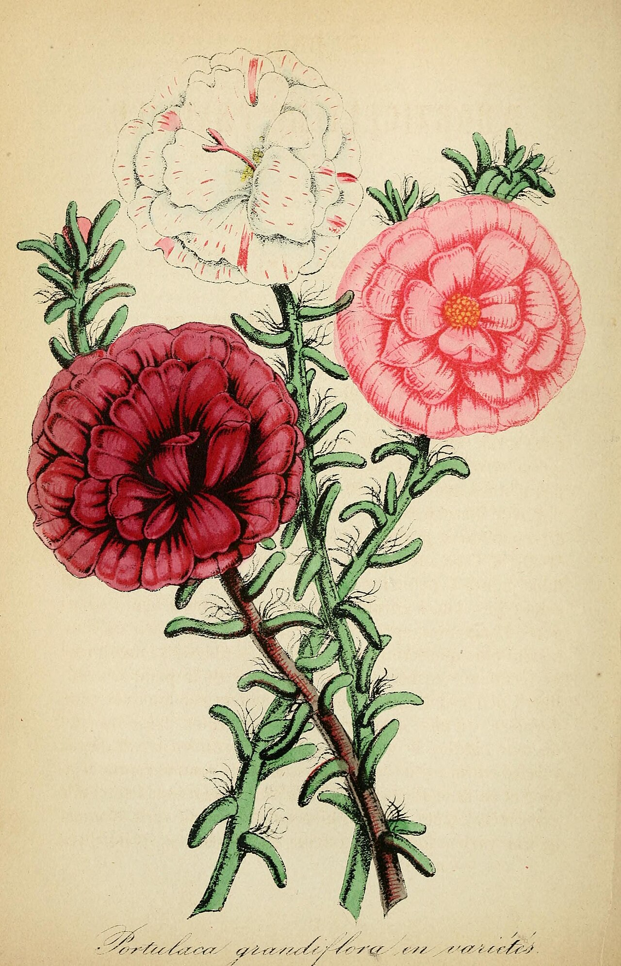Epacris nivalis