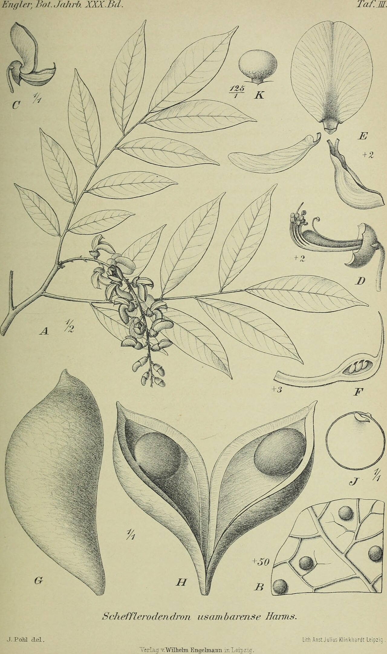 Schefflerodendron usambarense
