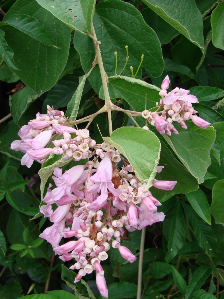 Cuspidaria floribunda