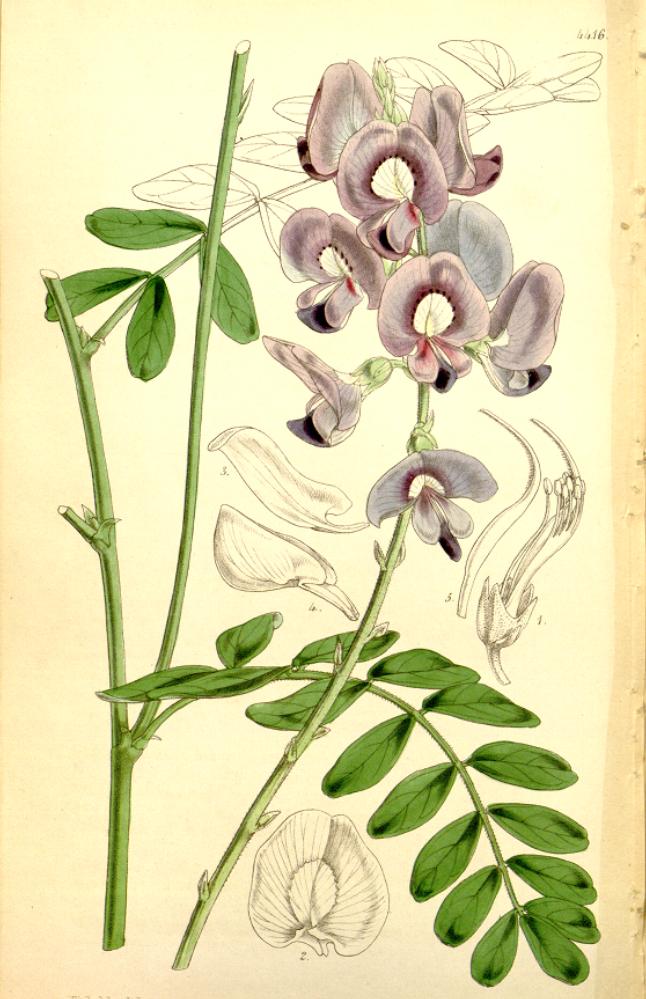 Swainsona greyana