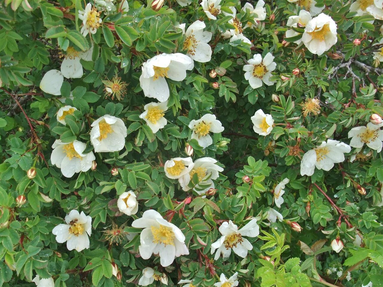 Rosa spinosissima