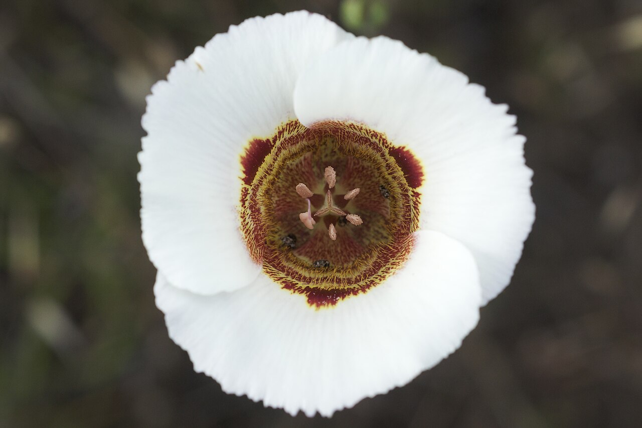 Calochortus vestae