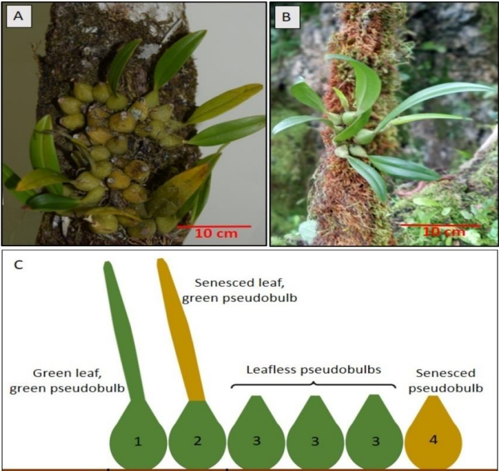 Bulbophyllum guamense