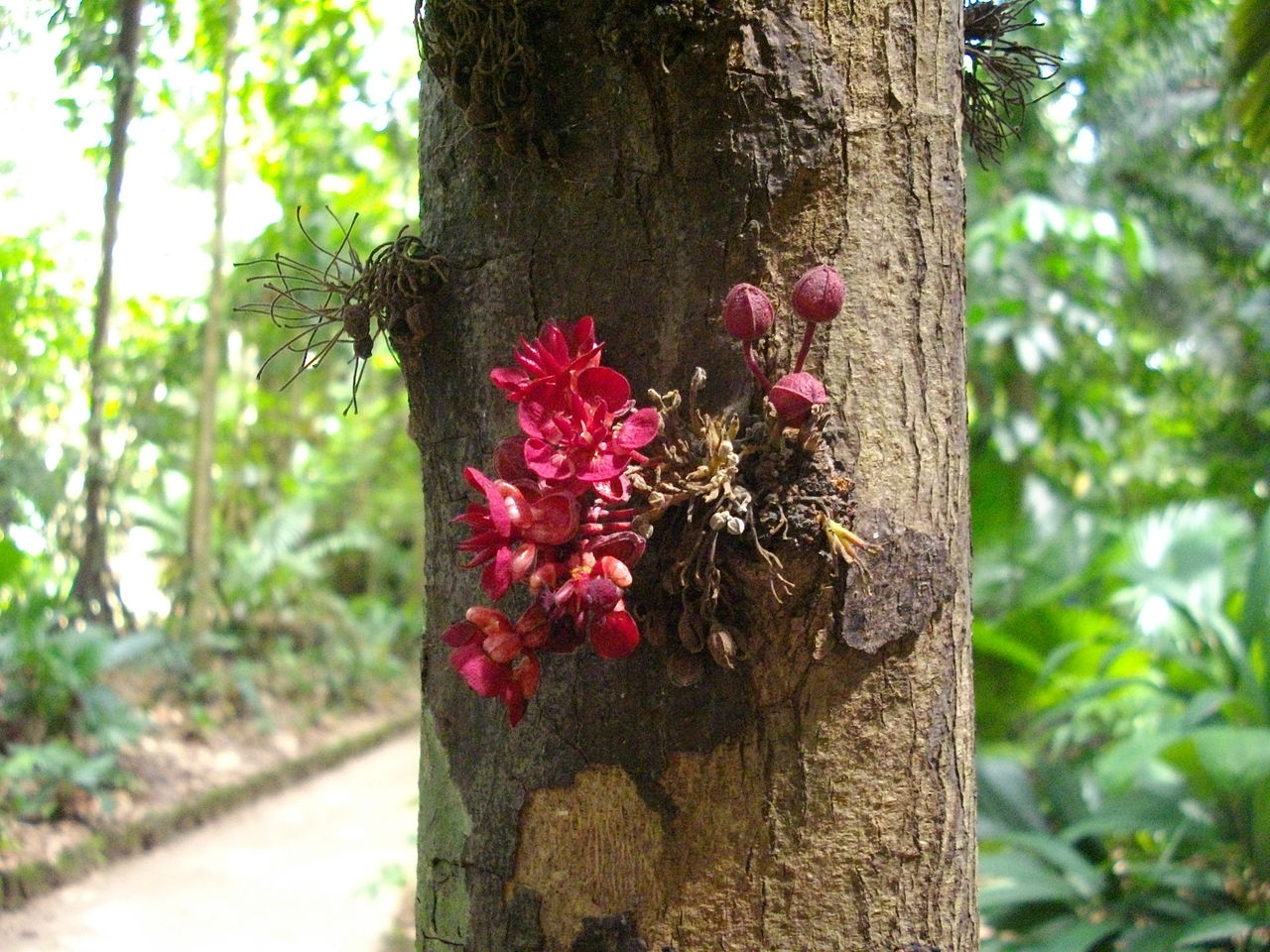 Theobroma speciosum