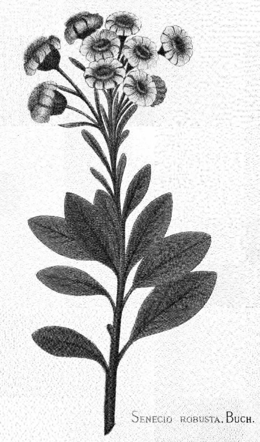 Brachyglottis revoluta
