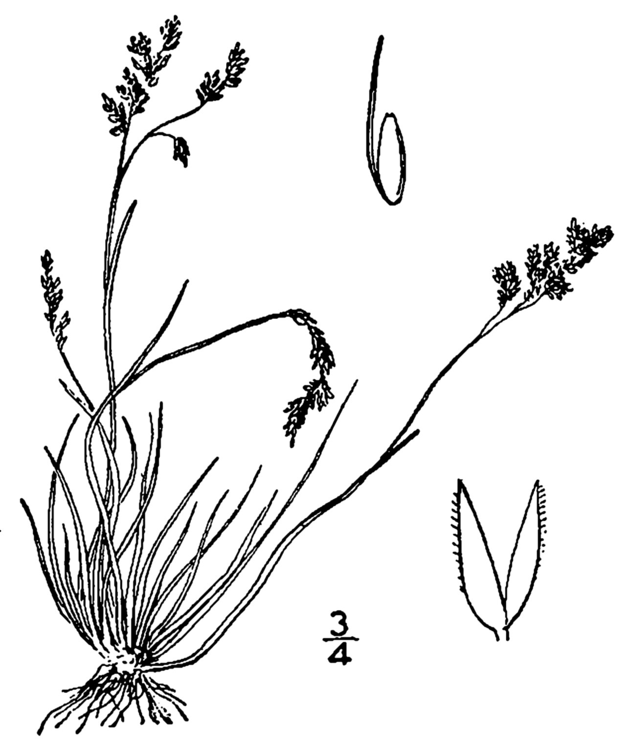 Agrostis mertensii