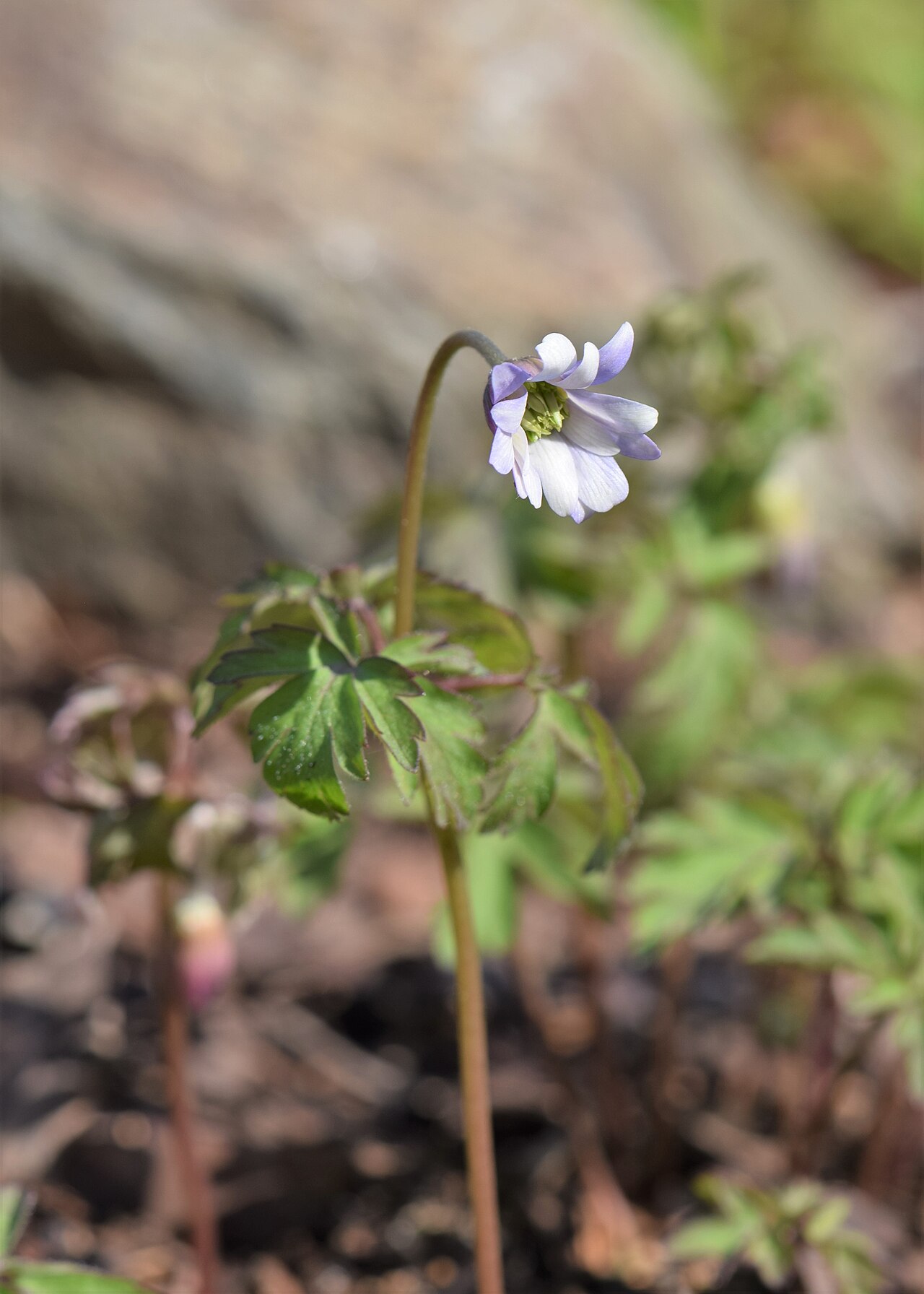 Anemone apennina